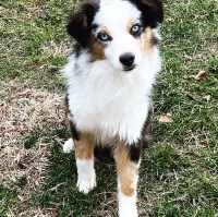 Aislin Fields Miniature Australian Shepherd breeder