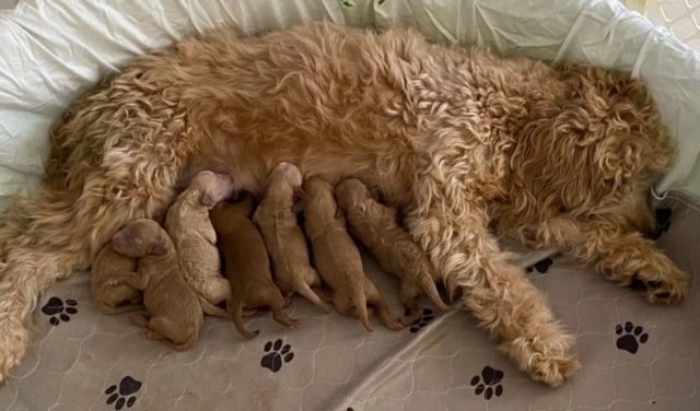 Goldendoodle Breeder 29001