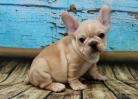 Bulldogs Of Long Island French Bulldog breeder