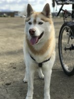 Loi - Siberian Husky Stud