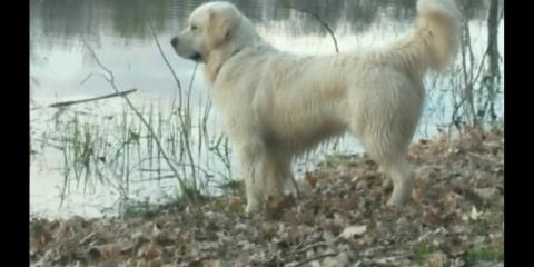 Golden Retriever Stud 29691