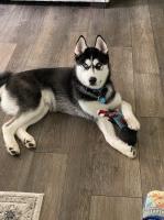 John and Jennifer Roberts - Siberian Husky Stud