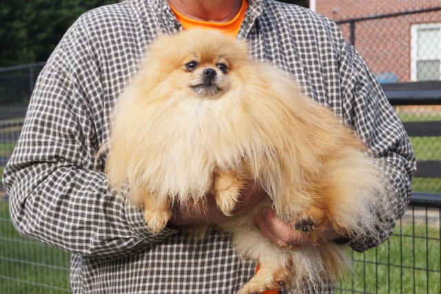 Burnette's Exclusive Pomeranians