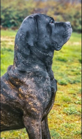 Mastiff Stud 29721