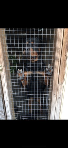 Rottweiler Stud 28375