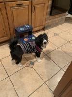 Brandi Legg - Pembroke Welsh Corgi Stud