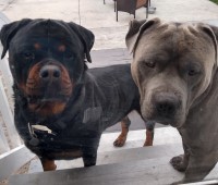 Sid Williams - American Pit Bull Terrier Stud