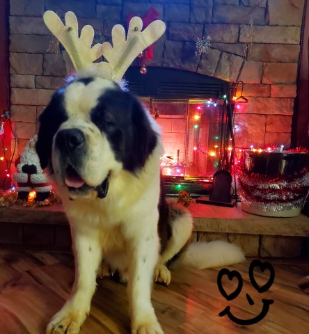 Saint Bernard Stud 28772