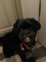 Laura Cremeans - Shih Tzu Stud