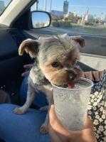 Noe Cuevas - Yorkshire Terrier Stud