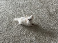 Jacky - Pomeranian Stud