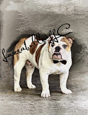 English Bulldog Stud 29819