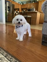 Bethany - Maltese Stud