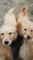 Pearl J. Okamoto - Golden Retriever Breeder Golden Retriever breeder