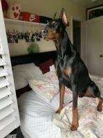 jessica - Doberman Pinscher Stud