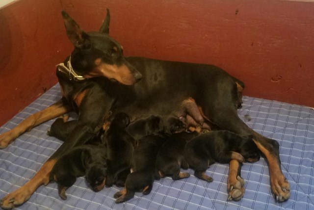 New Life Kennels, Doberman Pinscher Breeder in Buhl, Idaho