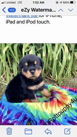 Rottweiler Breeder 29709