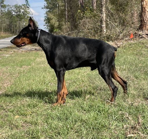 Doberman Pinscher Stud 30995