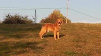 Tyffani Leiby - Golden Retriever Stud