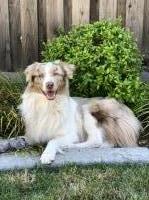 J mcclain - Australian Shepherd Dog Stud