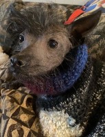 Megan Turner - Chinese Crested Stud