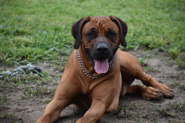 Rhodesian Ridgeback Breeder 17876