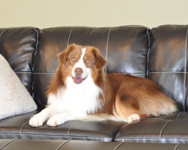 Spur Strap Mini Aussies, Miniature Australian Shepherd ...