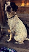 Kayla Hulings - Bluetick Coonhound Breeder Bluetick Coonhound breeder