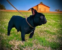 Katlynn - French Bulldog Stud