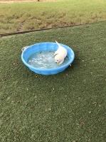 Monte Fuller - Labrador Retriever Breeder Labrador Retriever for breeder