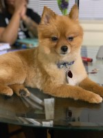 Katherine - Pomeranian Stud