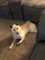 Toni - Shiba Inu Stud