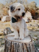 Soft Coated Wheaten Terrier Studs Near You