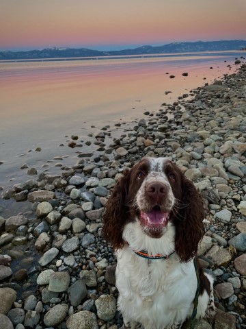 English Springer Spaniel Stud 30083