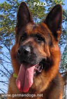 German Dogs German Shepherd Dog breeder