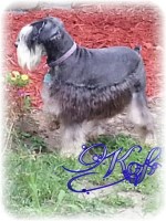 Mystique Kennels Miniature Schnauzer breeder