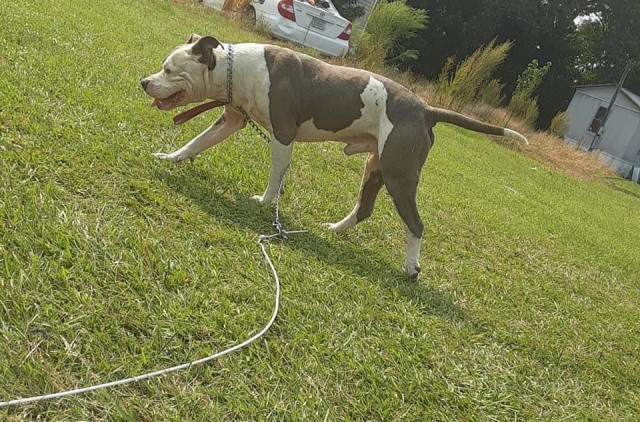 American Pit Bull Terrier Breeder 29755