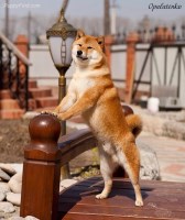 Shiba Inu Breeders Near You