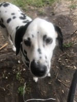 Dalmatian thumbnail