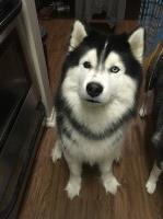 Manuel Garcia - Siberian Husky Stud