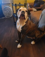 Michael Washington - American Bulldog Stud