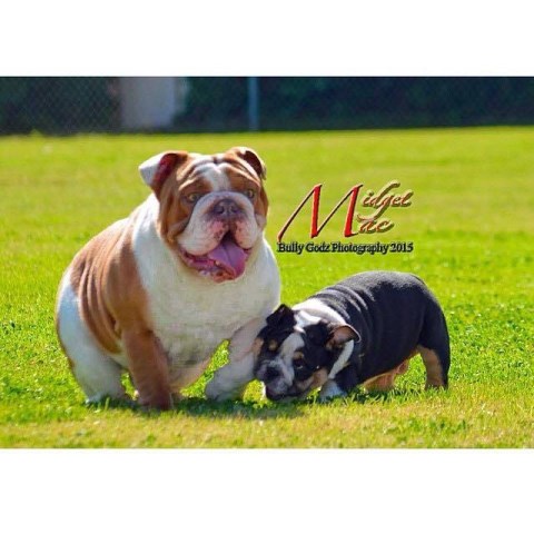 Noble's English Bulldog