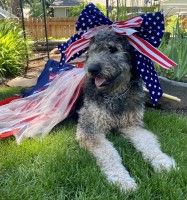 Nicole Distefano - Labradoodle Stud