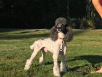 Madison Peterso - Poodle Miniature Stud
