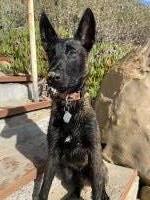 marilyn booker - Malinois Stud