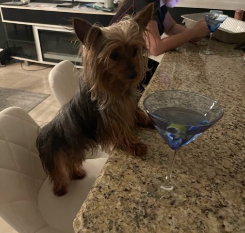 Yorkshire Terrier Stud 30703