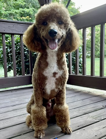 Poodle Miniature Stud 31092