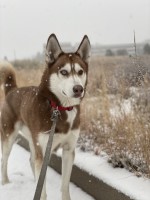 Jon Cowan - Siberian Husky Stud