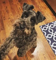 Canyon's Miniature Schnauzers Miniature Schnauzer breeder