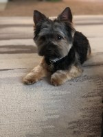 Smokey Standing at Stud - Yorkshire Terrier Stud